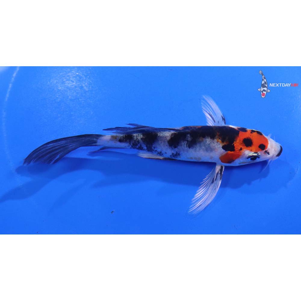 4.5” Imported Yamato Nishiki Butterfly Koi