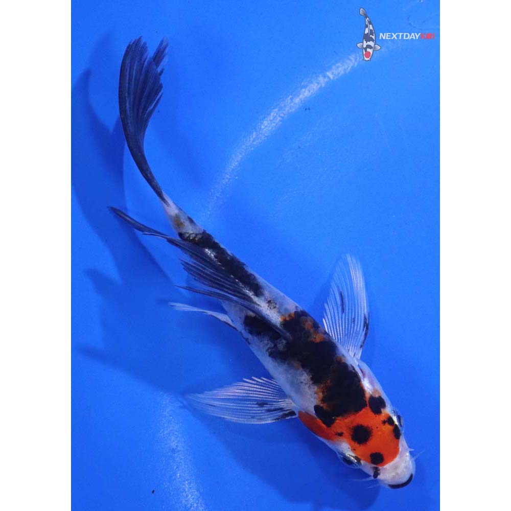 4.5” Imported Yamato Nishiki Butterfly Koi