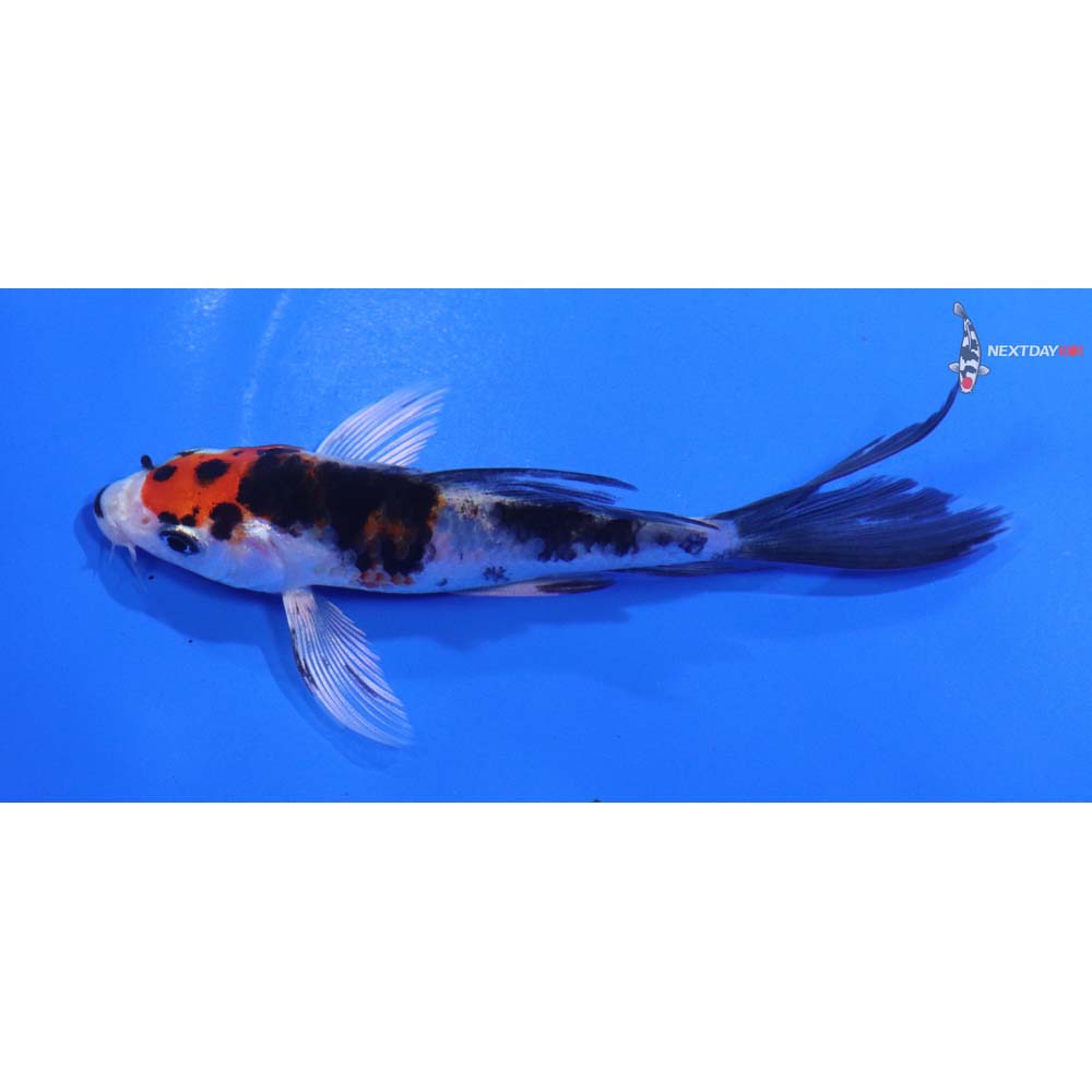 4.5” Imported Yamato Nishiki Butterfly Koi