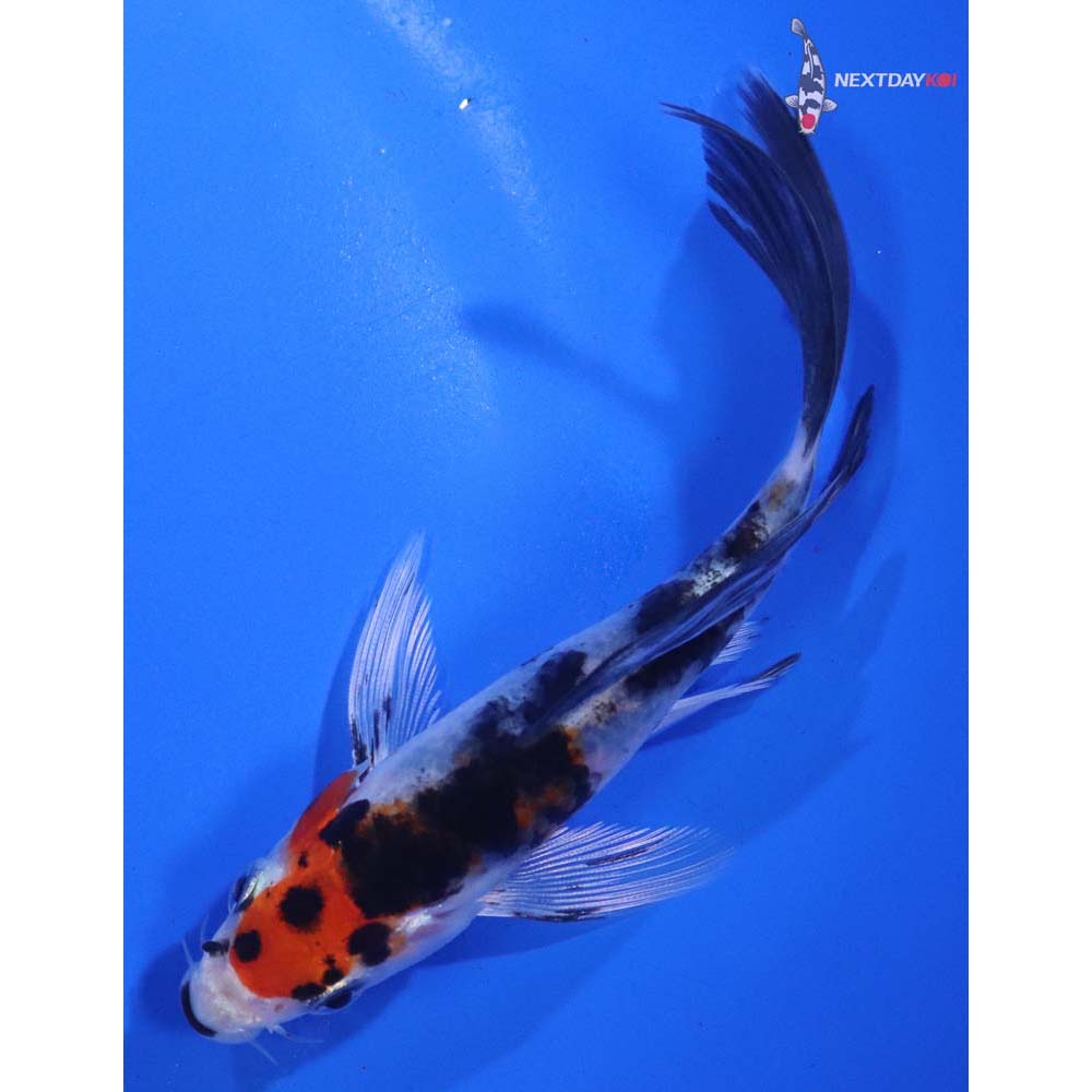 4.5” Imported Yamato Nishiki Butterfly Koi