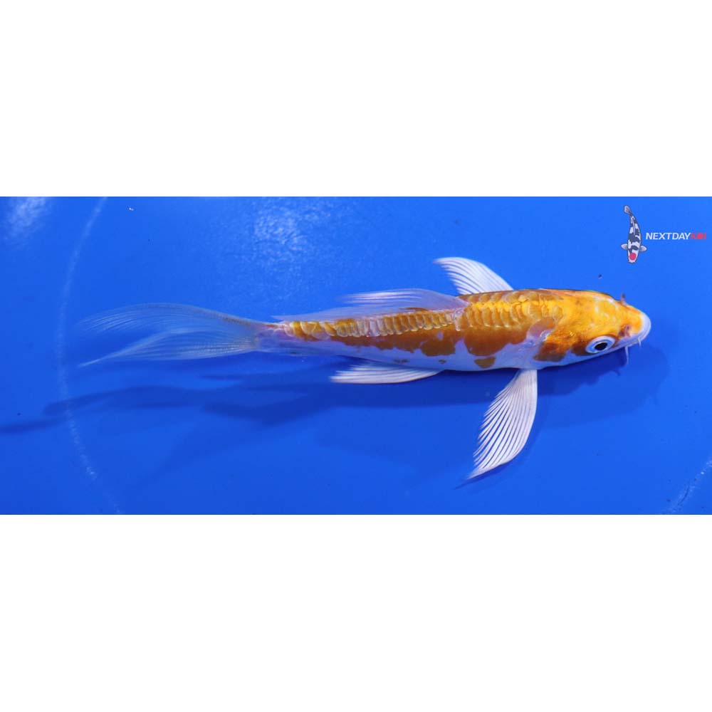 4.5” Imported Kikusui Butterfly Koi