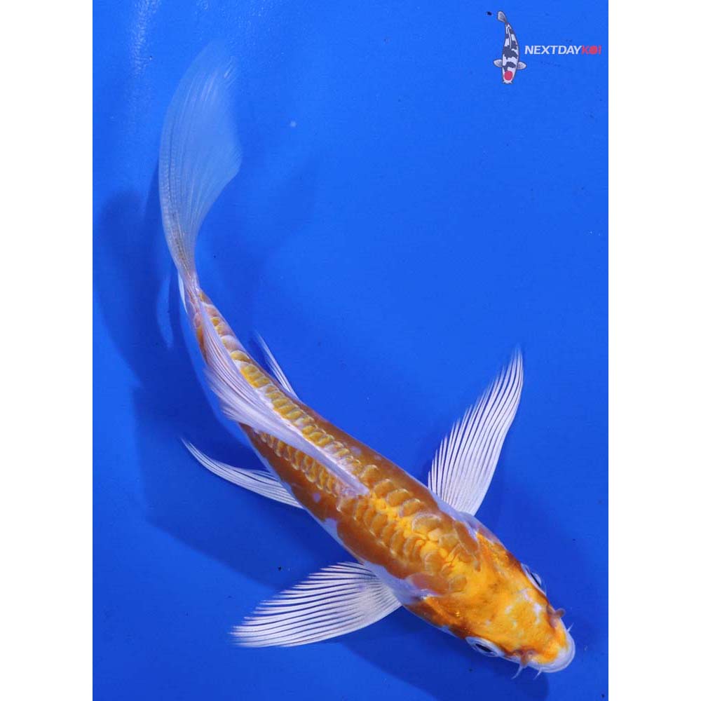4.5” Imported Kikusui Butterfly Koi