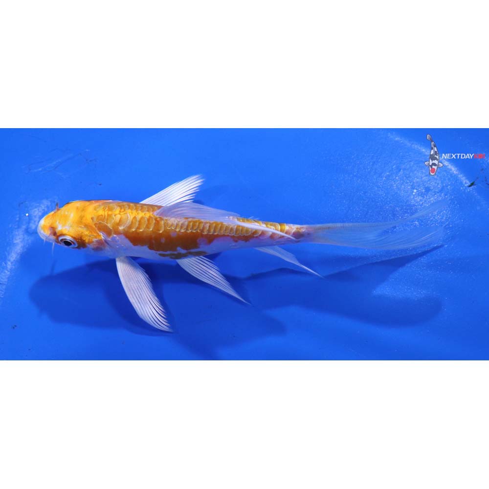 4.5” Imported Kikusui Butterfly Koi