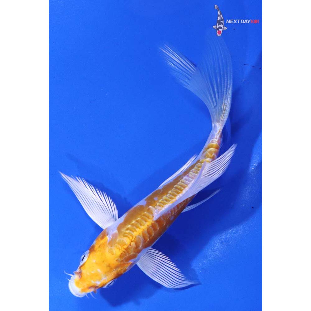 4.5” Imported Kikusui Butterfly Koi