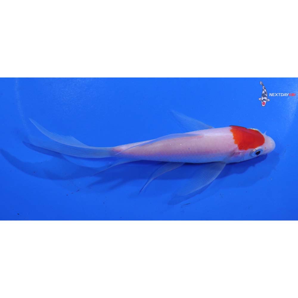4.5” Imported Kohaku Butterfly Koi