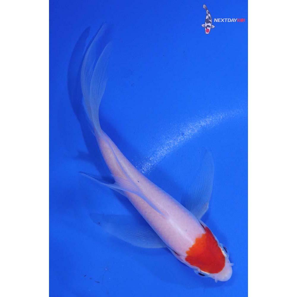 4.5” Imported Kohaku Butterfly Koi