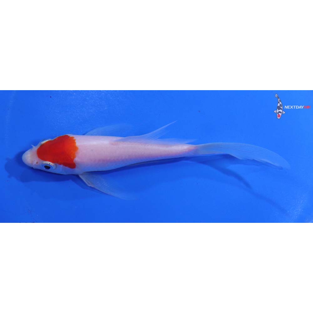 4.5” Imported Kohaku Butterfly Koi