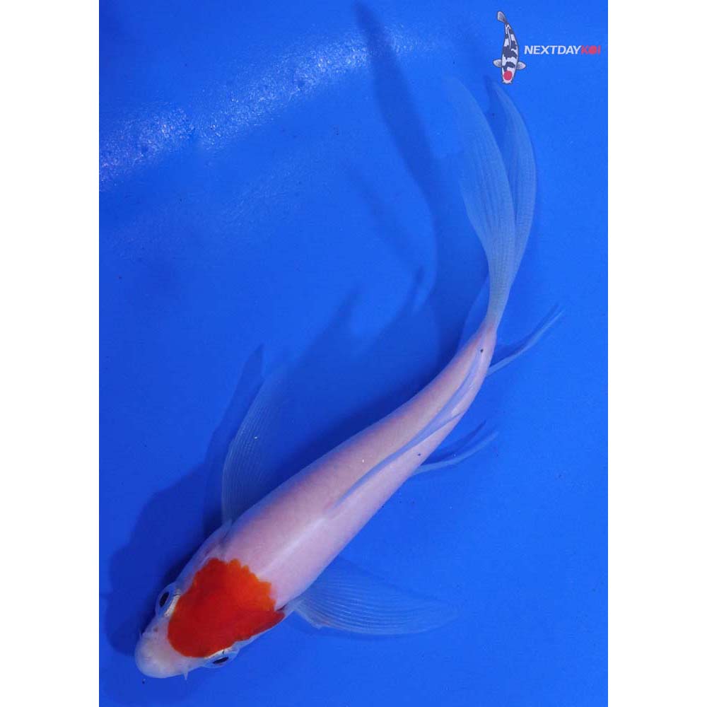 4.5” Imported Kohaku Butterfly Koi