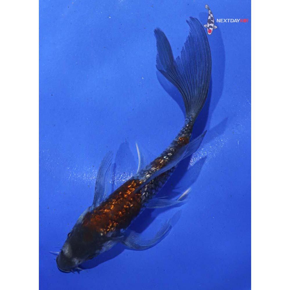5.5” Imported Gin Rin Ochiba Shigure Butterfly Koi