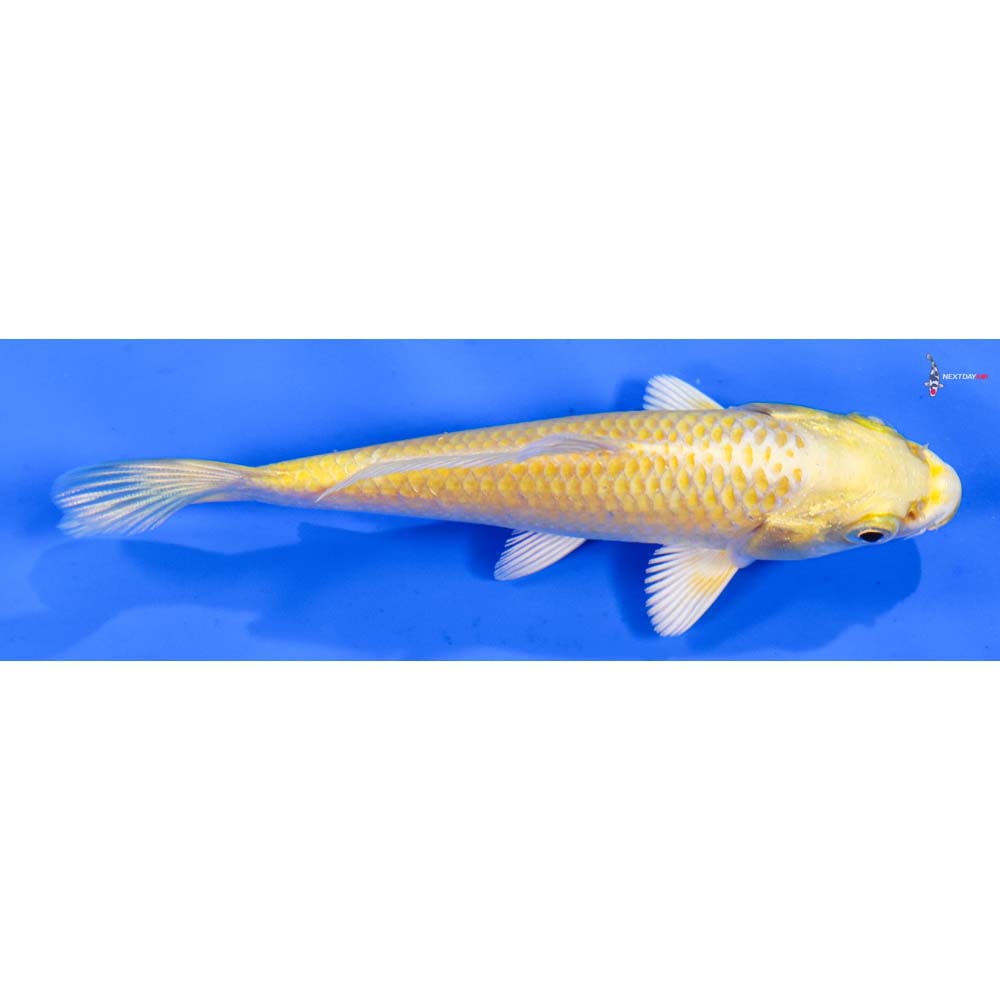 4” Imported Yamabuki Ogon