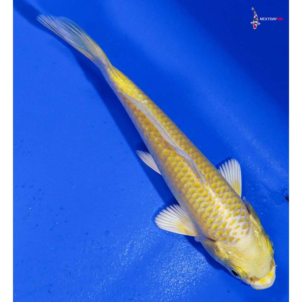 4” Imported Yamabuki Ogon