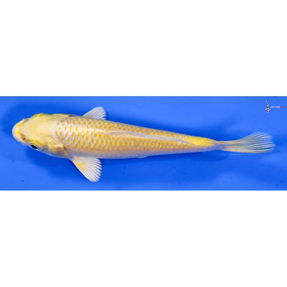 4” Imported Yamabuki Ogon