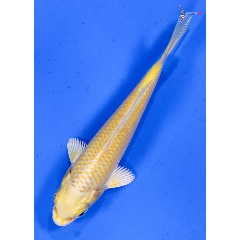 4” Imported Yamabuki Ogon