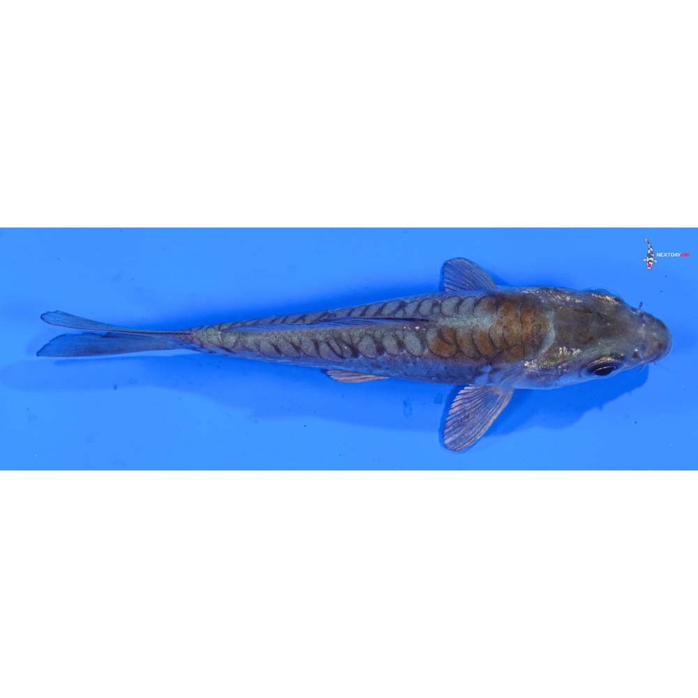 3.5” Imported Doitsu Ochiba Shigure