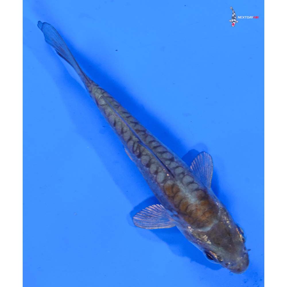 3.5” Imported Doitsu Ochiba Shigure