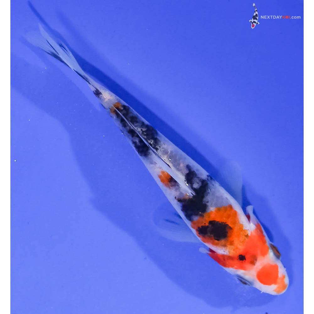 4” Imported Sanke
