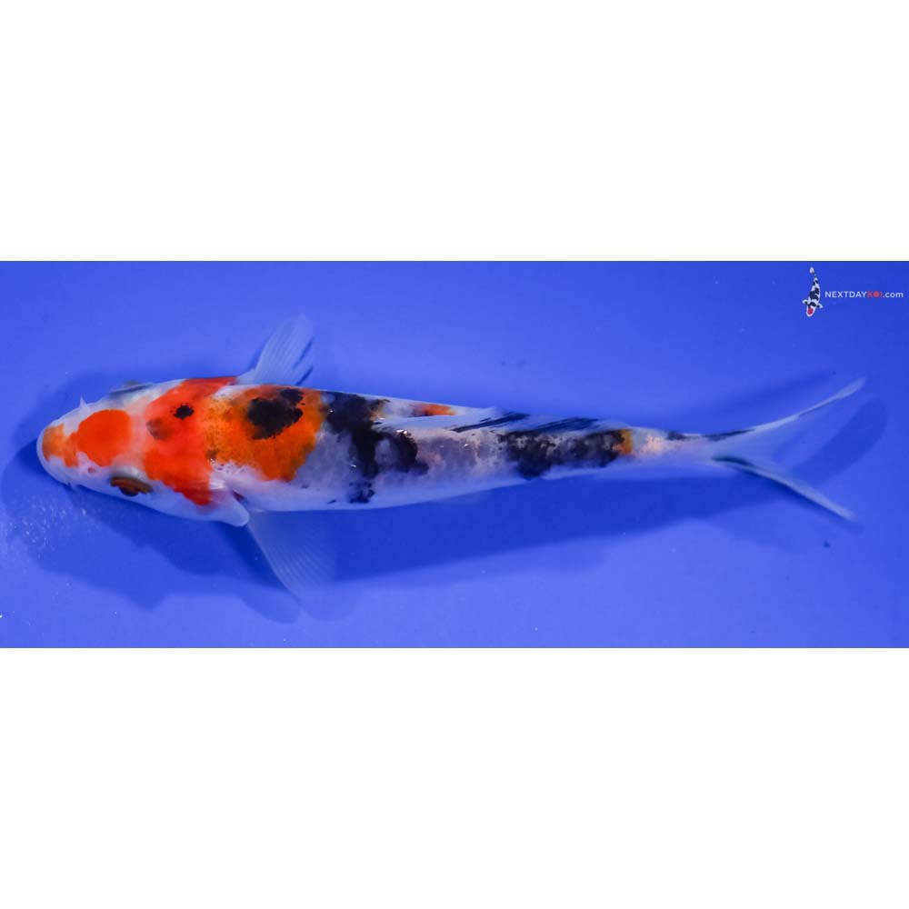 4” Imported Sanke