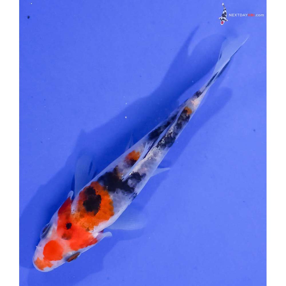 4” Imported Sanke