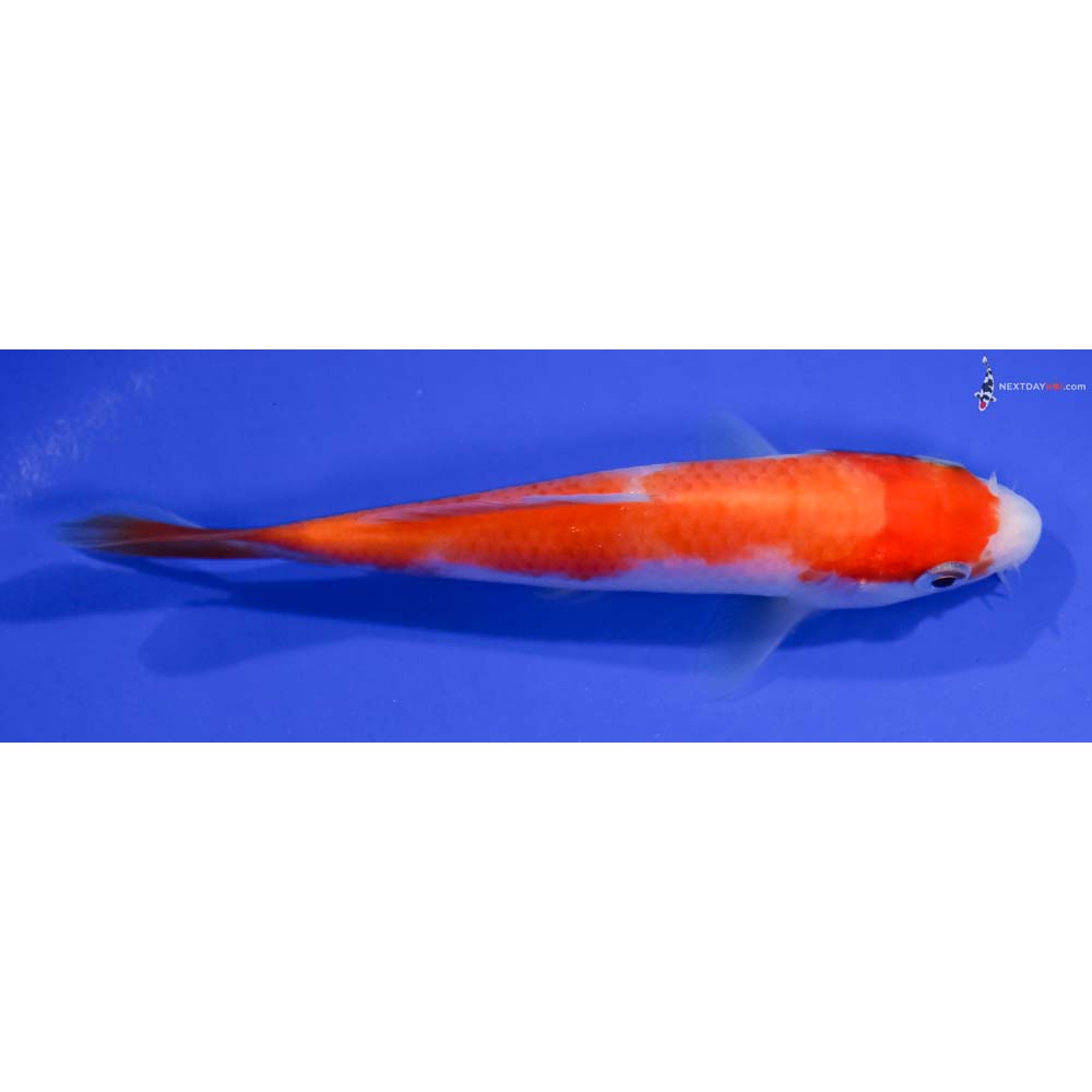 4.5” Imported Kohaku