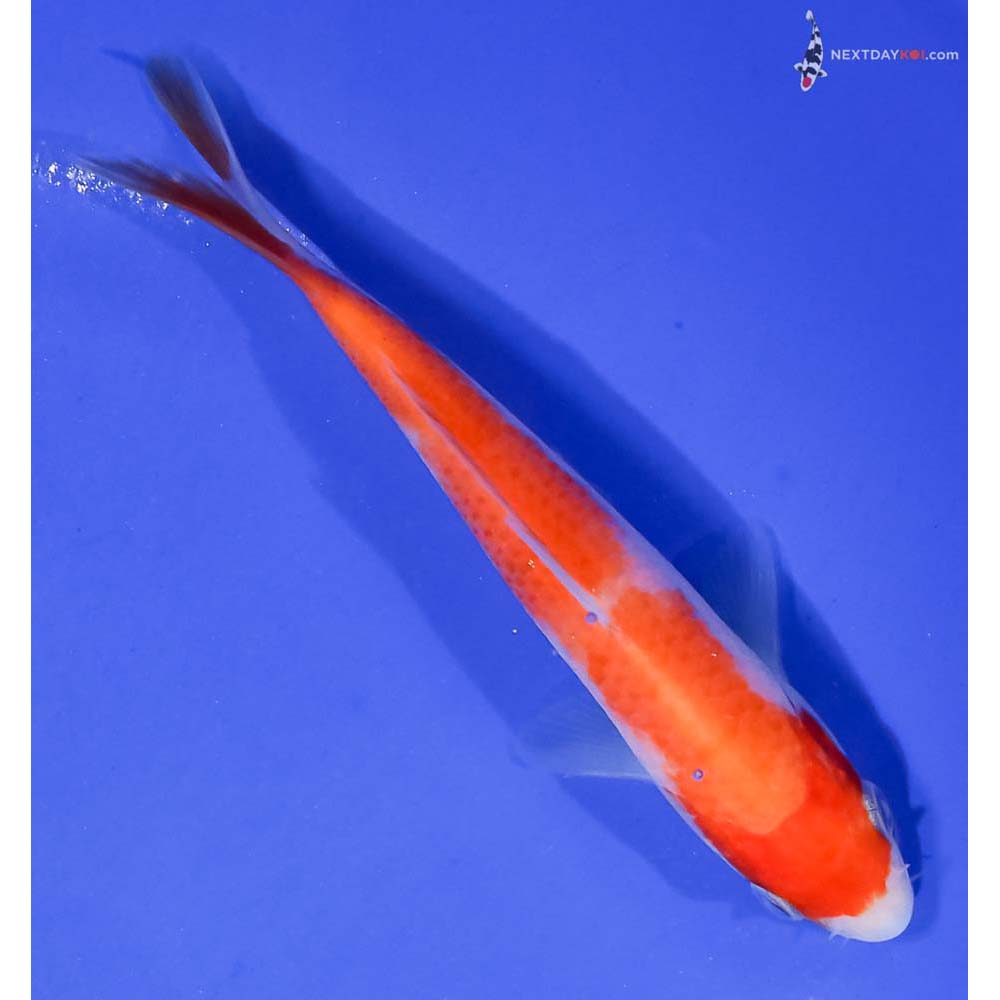 4.5” Imported Kohaku
