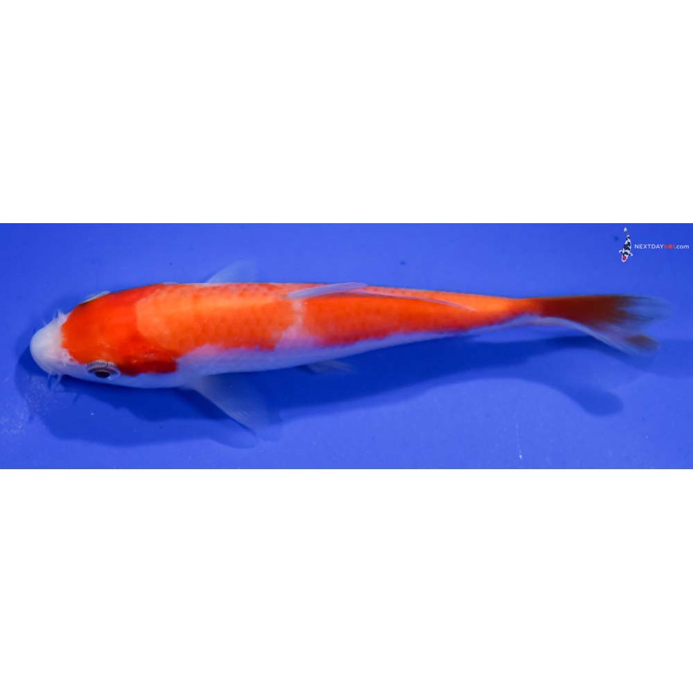 4.5” Imported Kohaku