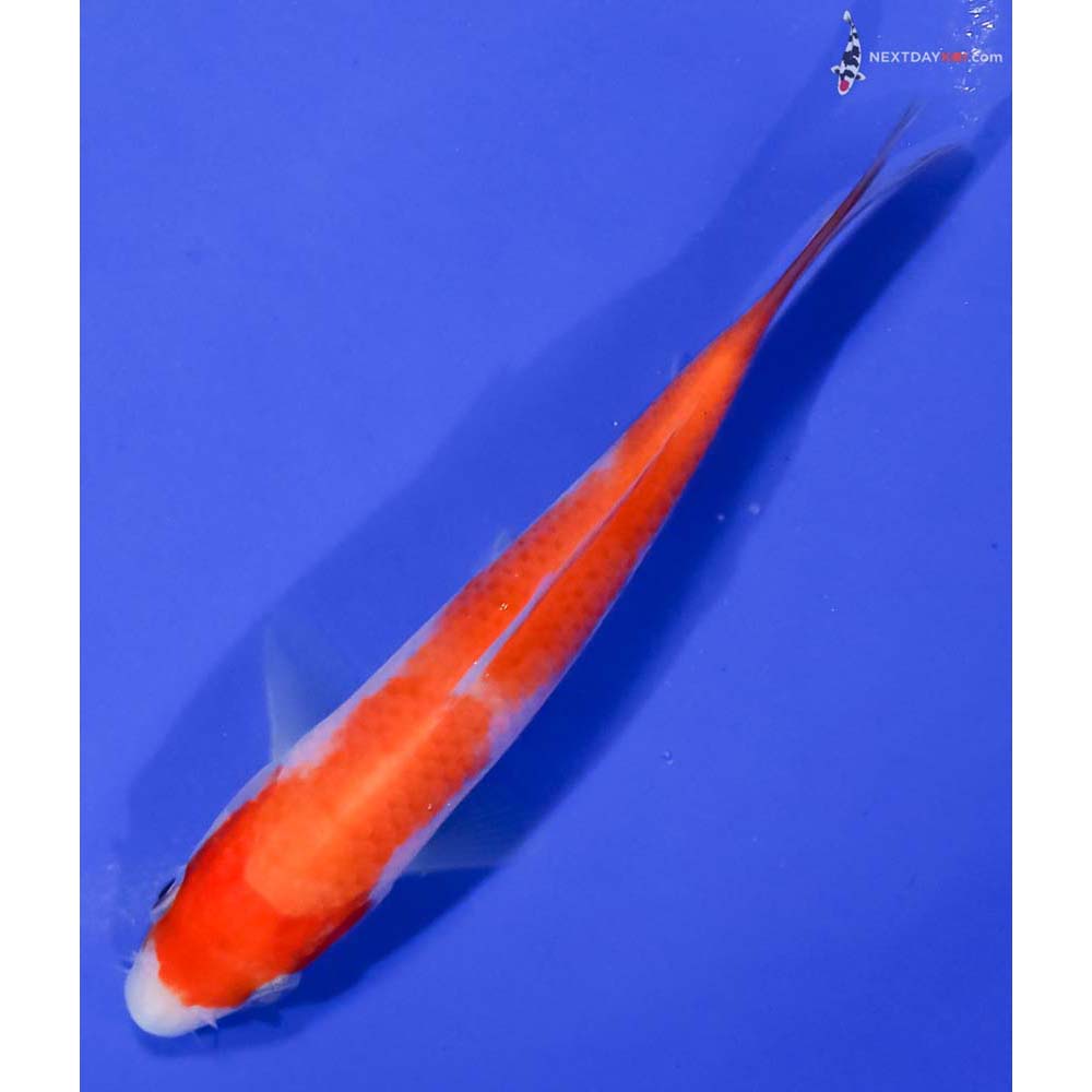 4.5” Imported Kohaku