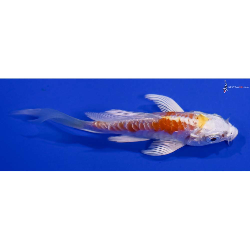 3.5” Imported Kikusui Butterfly Koi