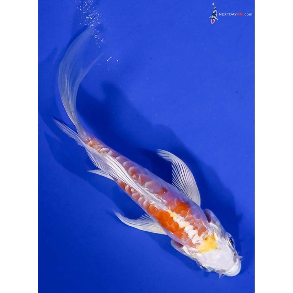 3.5” Imported Kikusui Butterfly Koi