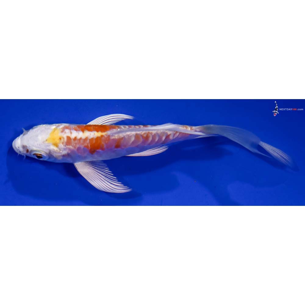 3.5” Imported Kikusui Butterfly Koi