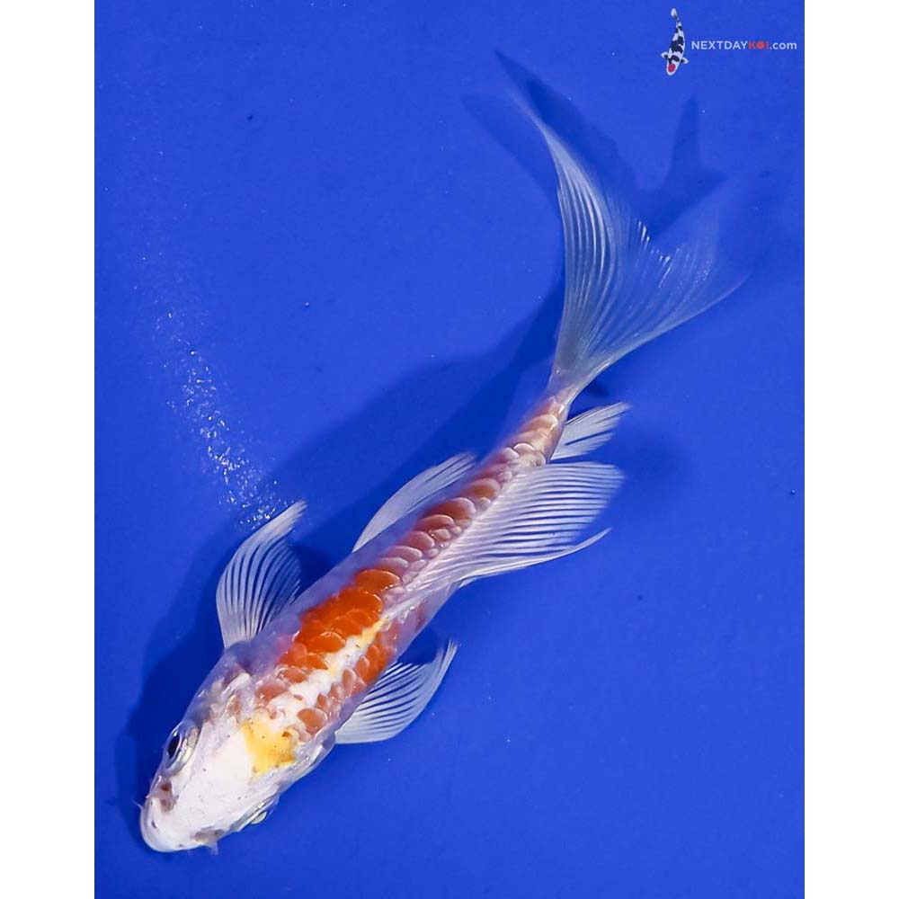 3.5” Imported Kikusui Butterfly Koi