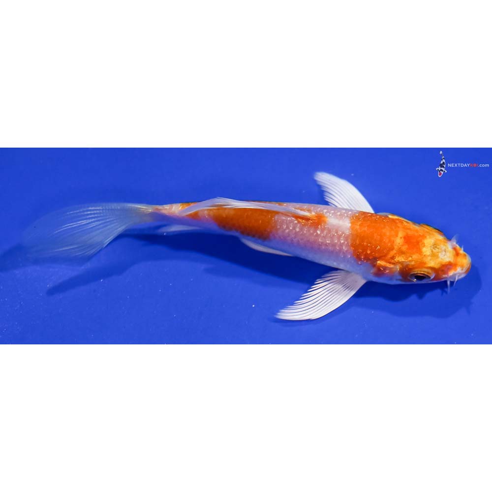 4” Imported Hariwake Butterfly Koi