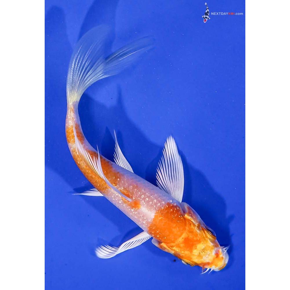 4” Imported Hariwake Butterfly Koi