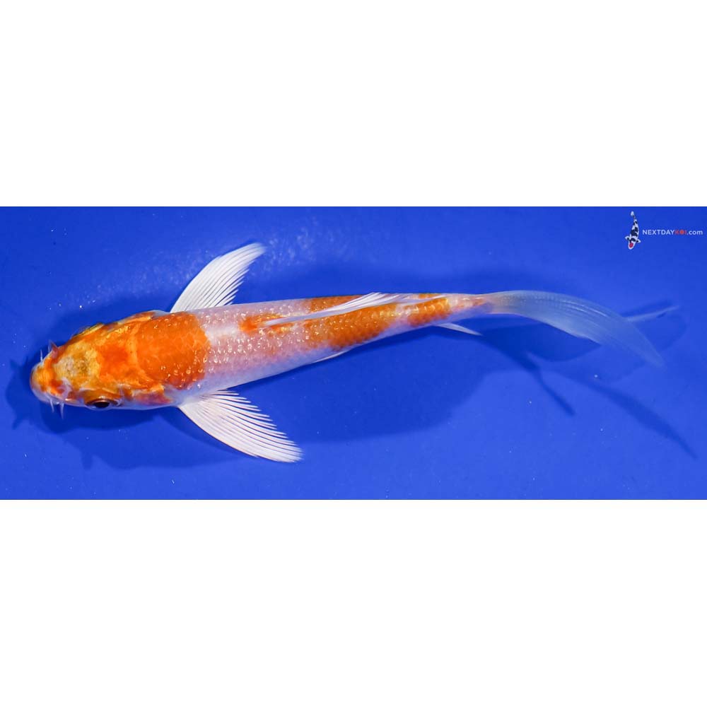 4” Imported Hariwake Butterfly Koi