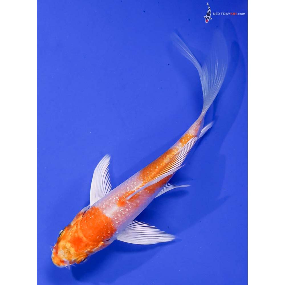4” Imported Hariwake Butterfly Koi