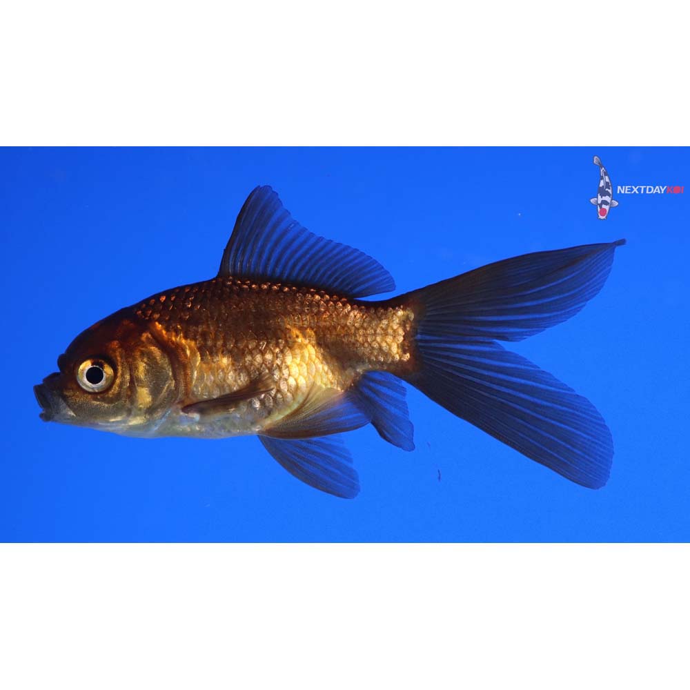3.5” Imported Red Panda Comet