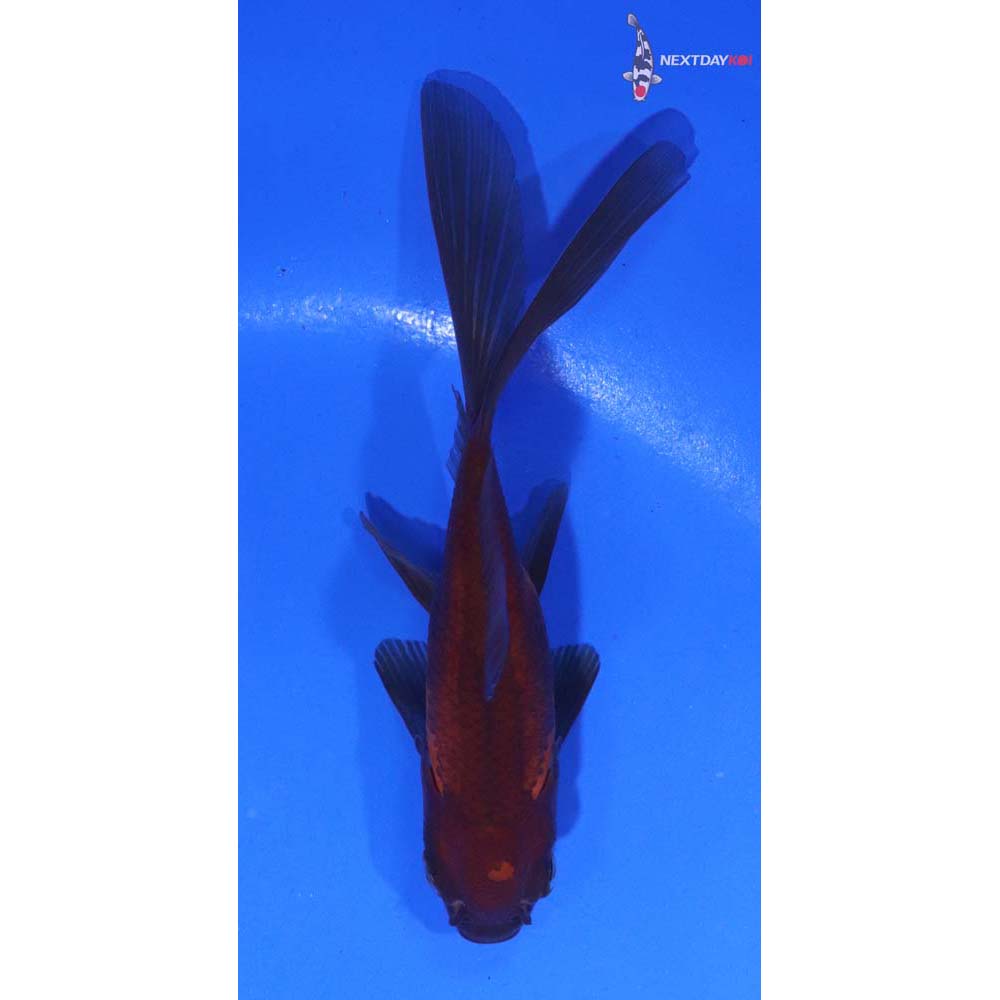 3.5” Imported Red Panda Comet