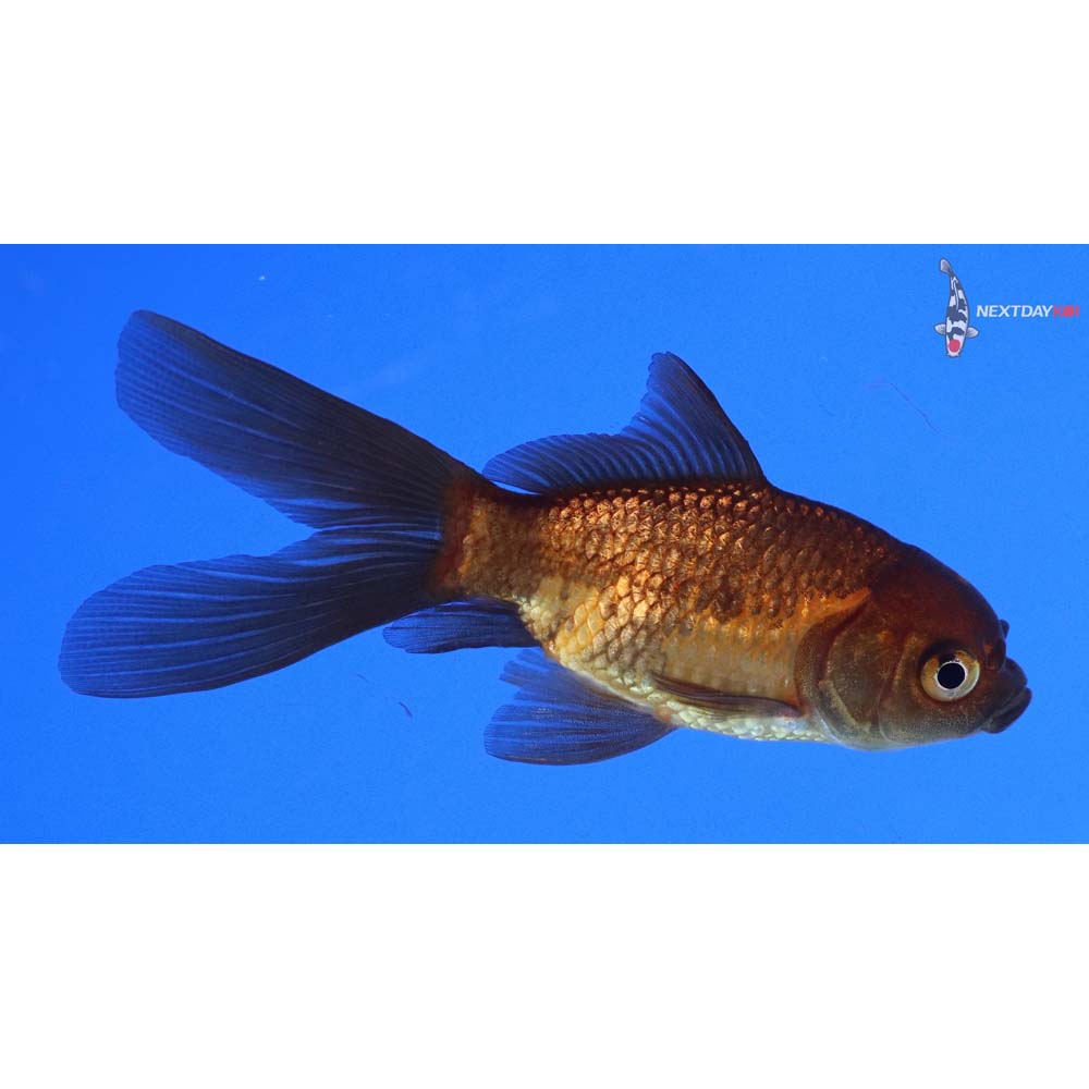3.5” Imported Red Panda Comet