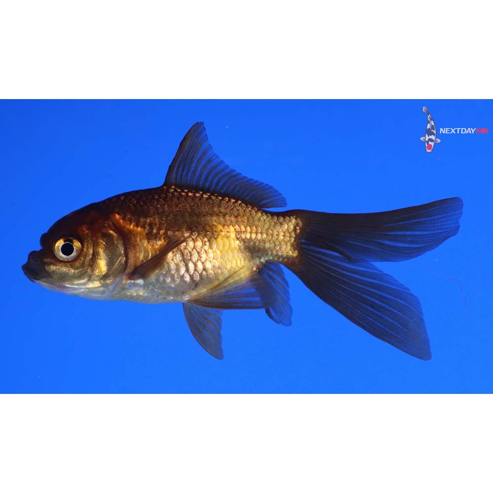 3.5” Imported Red Panda Comet