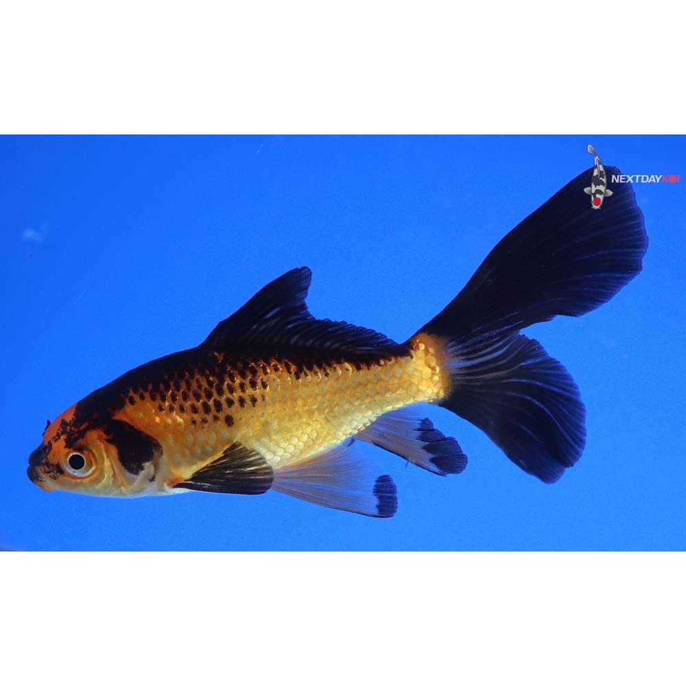 4” Imported Red Panda Comet