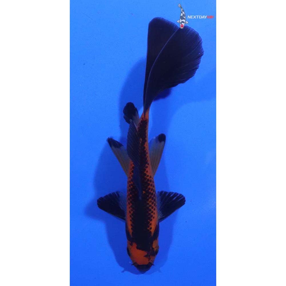 4” Imported Red Panda Comet