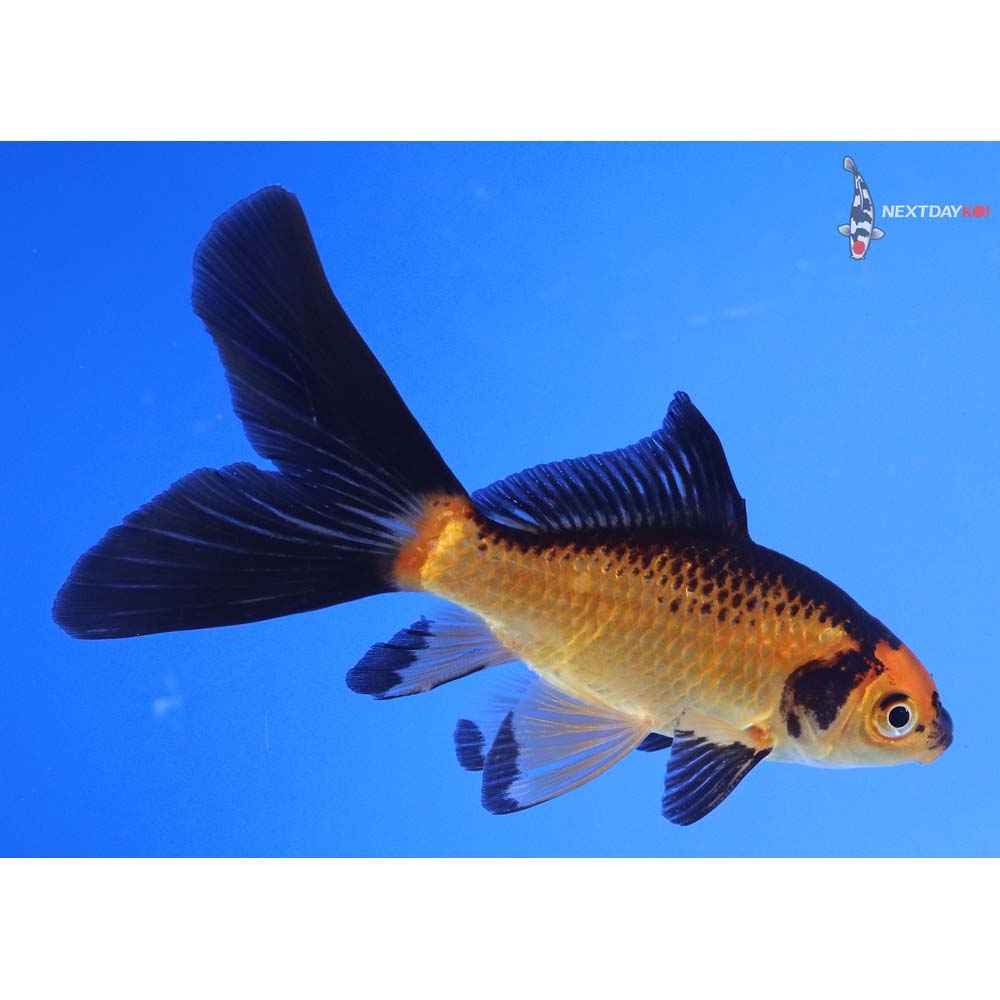 4” Imported Red Panda Comet