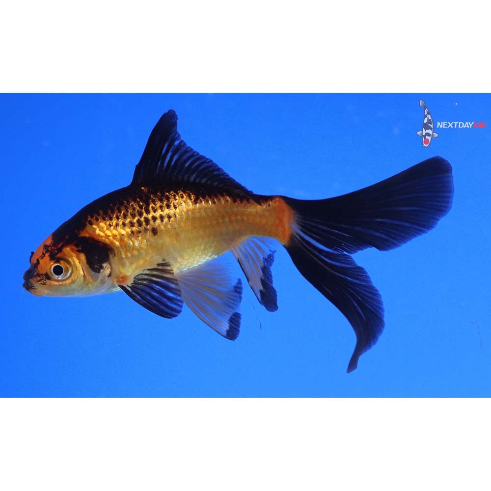 4” Imported Red Panda Comet