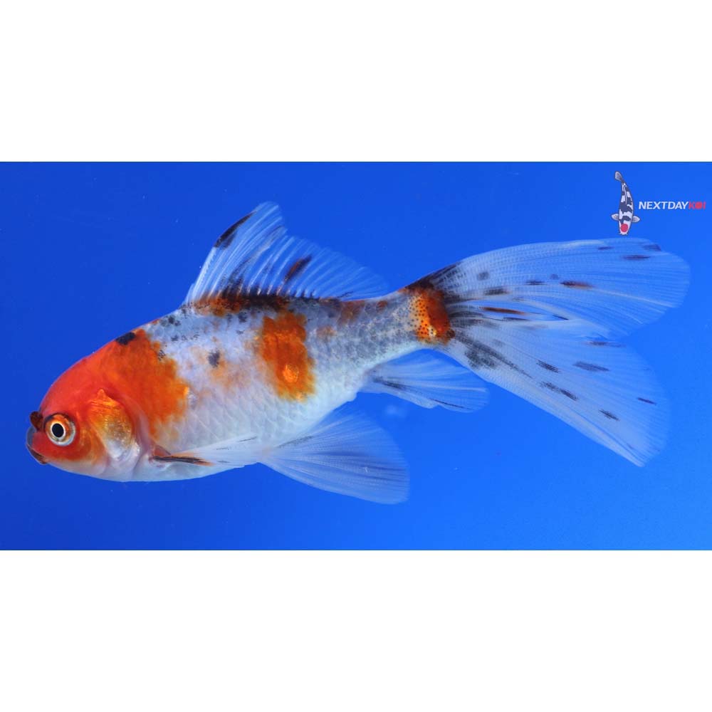 4.5” Imported Bristol Shubunkin