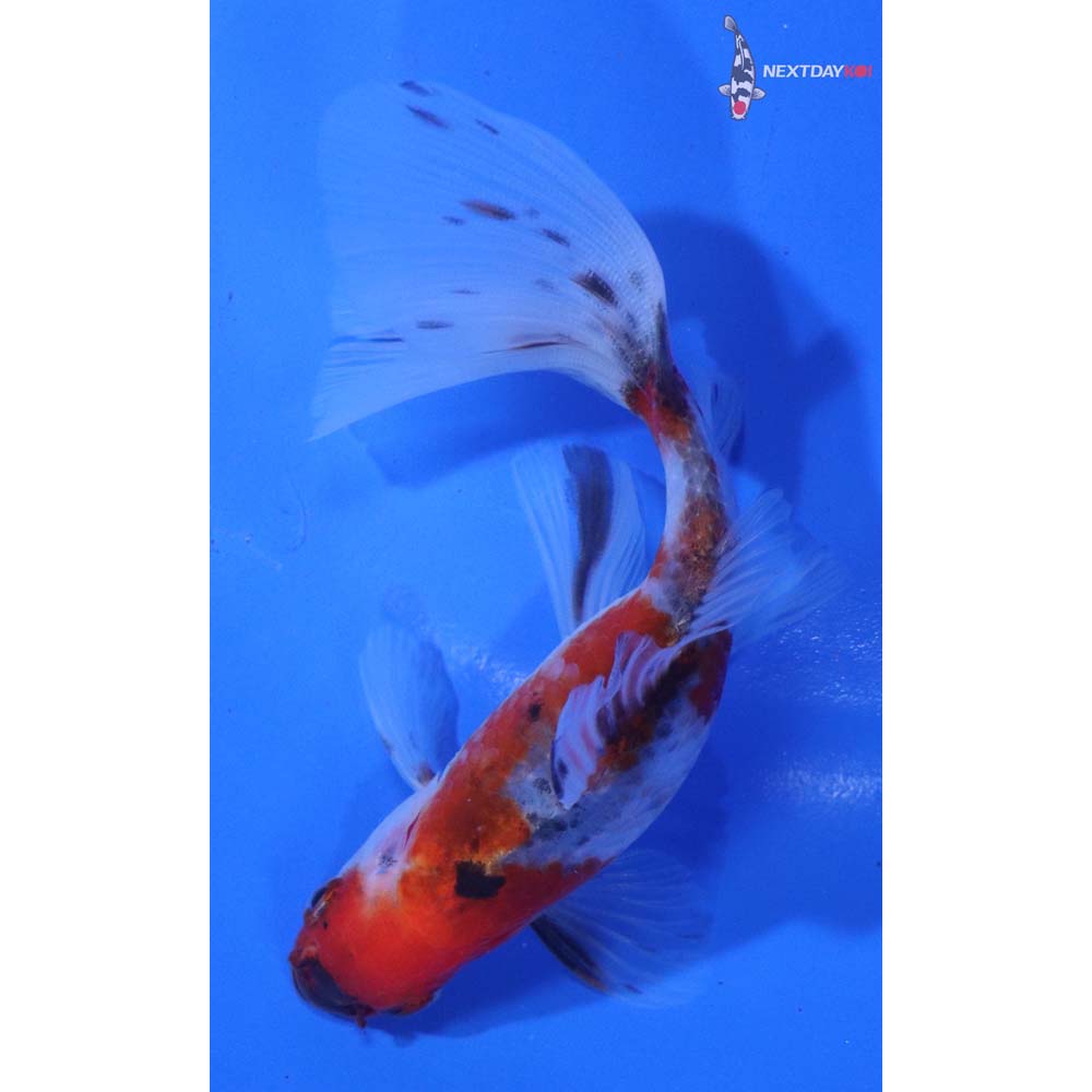 4.5” Imported Bristol Shubunkin