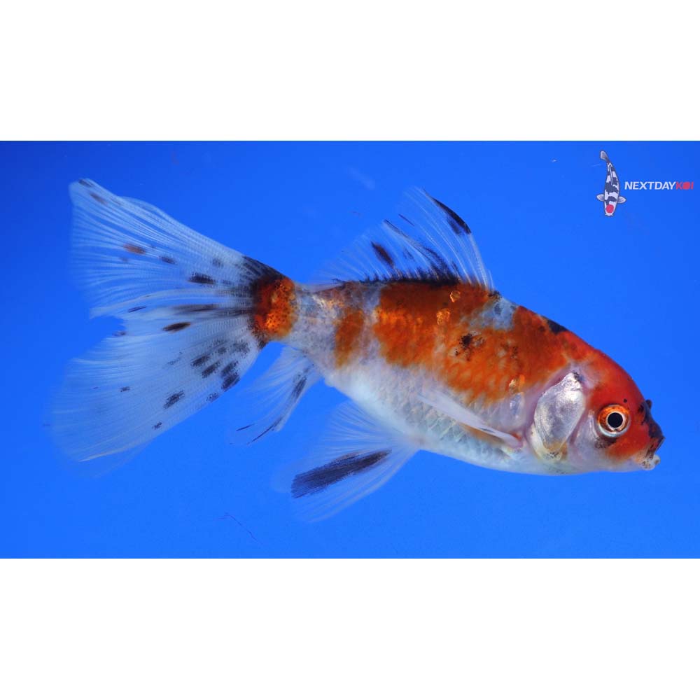 4.5” Imported Bristol Shubunkin