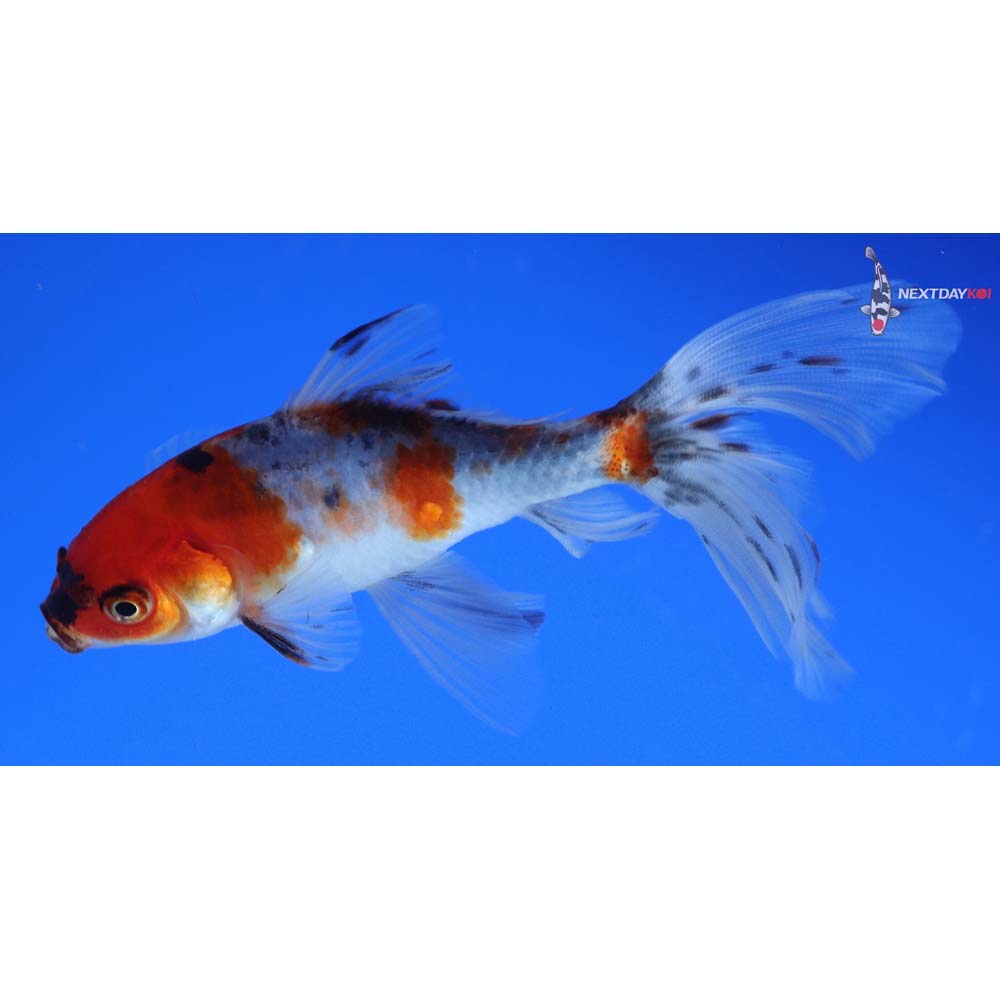 4.5” Imported Bristol Shubunkin