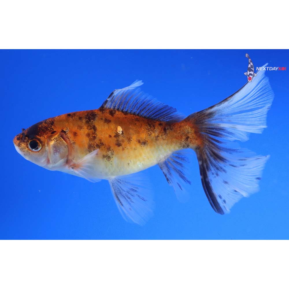 5” Imported Bristol Shubunkin