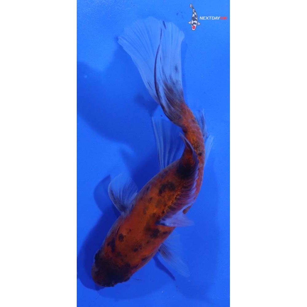 5” Imported Bristol Shubunkin