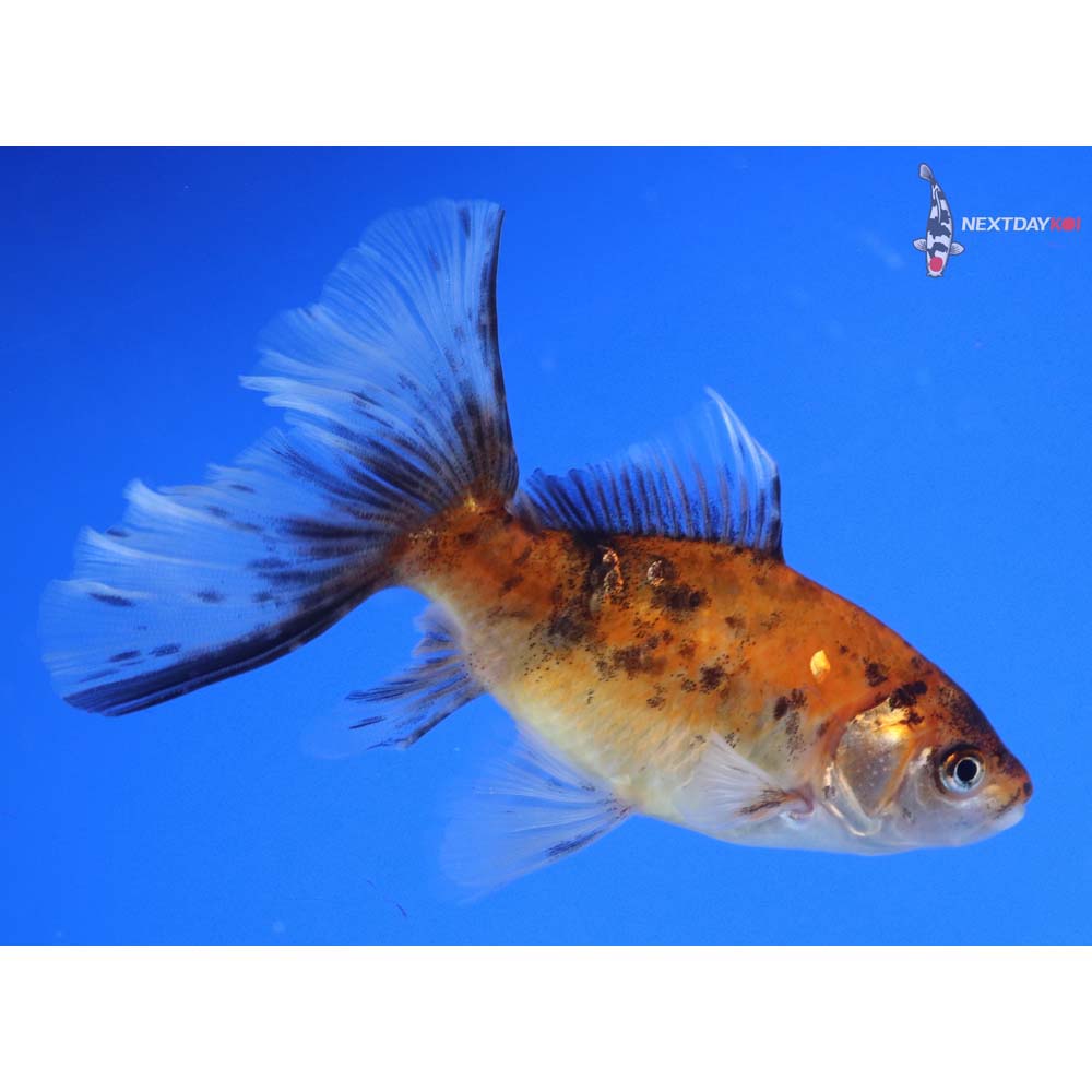 5” Imported Bristol Shubunkin