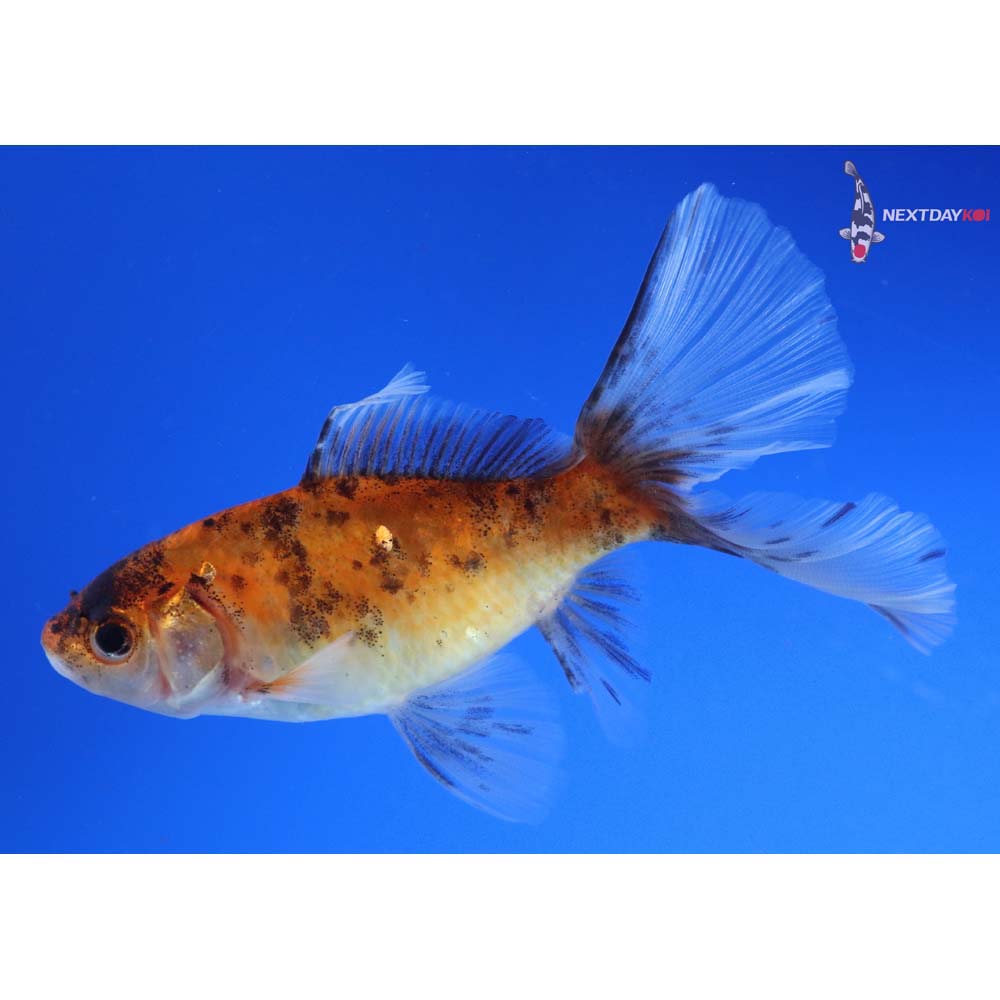 5” Imported Bristol Shubunkin